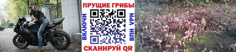 Псилоцибиновые грибы GOLDEN TEACHER хочу наркоту Саратов